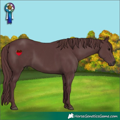 Horse Color:Chocolate Black Rabicano 