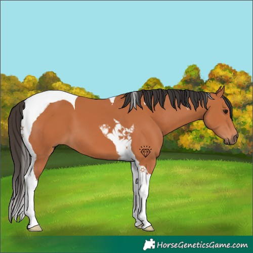 Horse Color:Bay Tobiano 