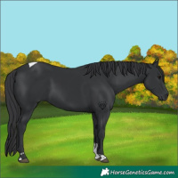 Horse Color:Black Tobiano 