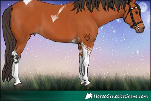 Horse Color:Bay Tobiano 