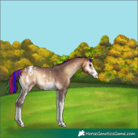 Horse Color:Painted Bay Onyx Sabino Appaloosa Rabicano 
