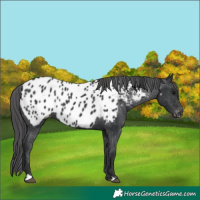 Horse Color:Black Appaloosa 
