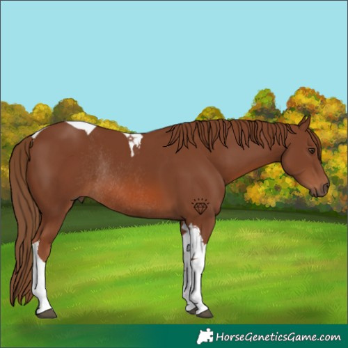 Horse Color:Chestnut Tobiano Rabicano 