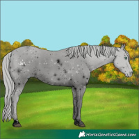 Horse Color:ERROR: UNKNOWN ANOMALY