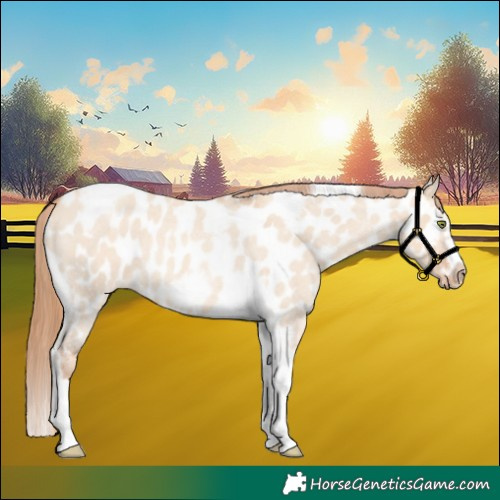 Horse Color:Gold Champagne Roan Dun Splash Tobiano Frame Appaloosa Rabicano 