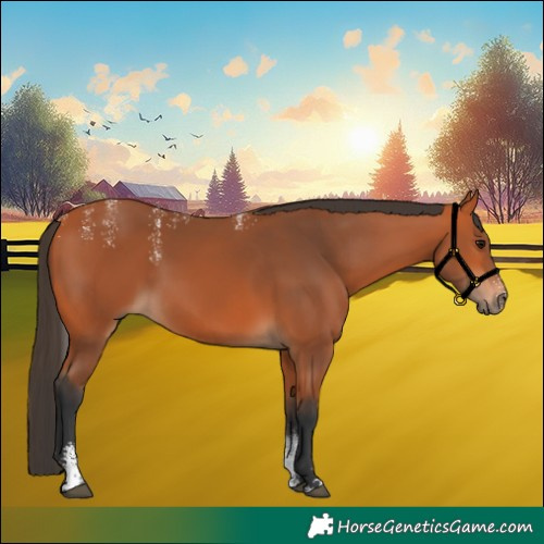 Horse Color:Powder White Bay 