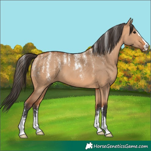 Horse Color:Powder White Bay Dun 