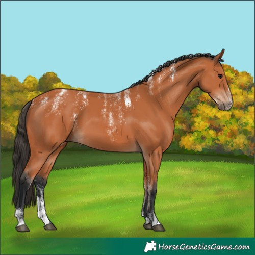 Horse Color:Powder White Bay 