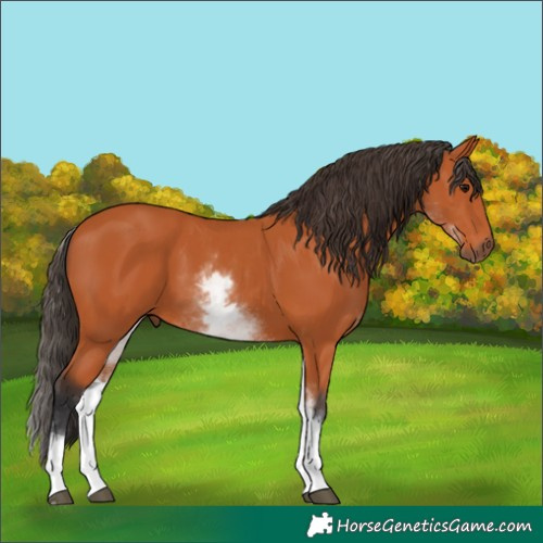 Horse Color:White Spotted Bay 