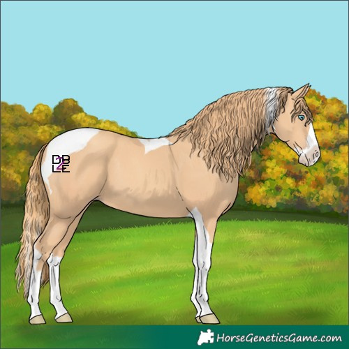 Horse Color:Gold Champagne Splash Tobiano 