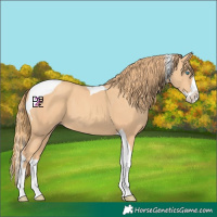 Horse Color:Gold Champagne Splash Tobiano 