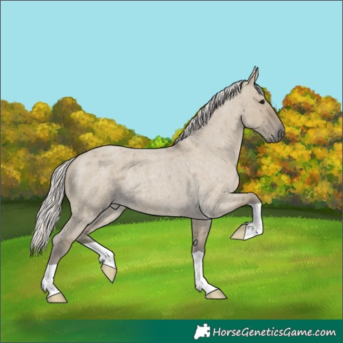 Horse Color:Silver Smoky Grullo Roan 