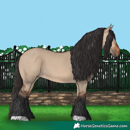 Horse Color:Bay Dun 