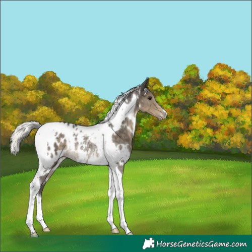 Horse Color:White Spotted Silver Smoky Black Tobiano Appaloosa Rabicano 