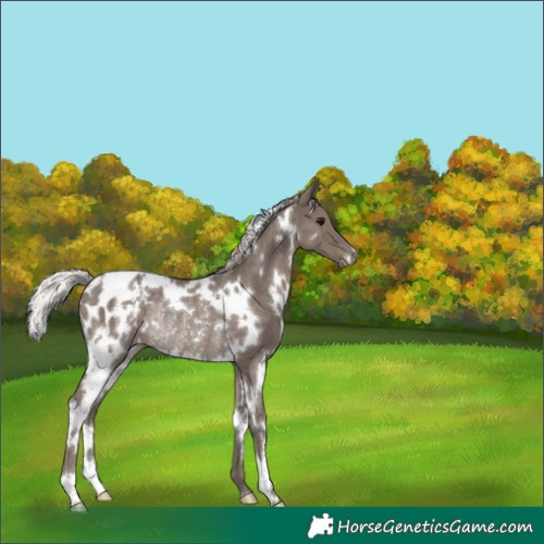 Horse Color:White Spotted Silver Black Blanket Rabicano 