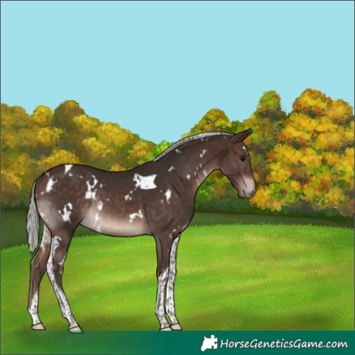 Horse Color:White Spotted Silver Brown Tobiano Rabicano 