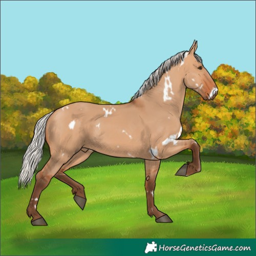 Horse Color:White Spotted Silver Bay Dun Rabicano 