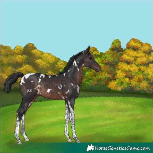 Horse Color:White Spotted Brown Tobiano Rabicano 