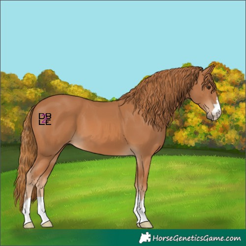 Horse Color:Chestnut 