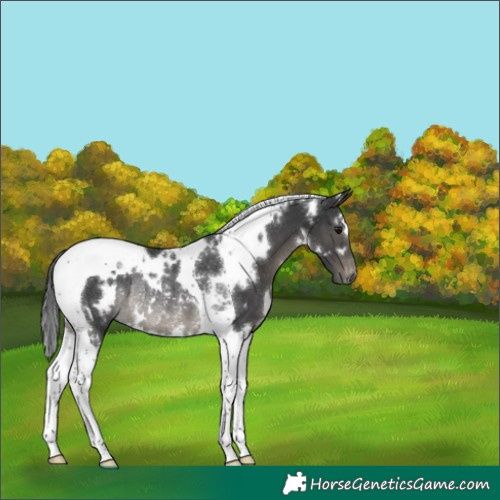 Horse Color:White Spotted Black Tobiano Varnish Rabicano 