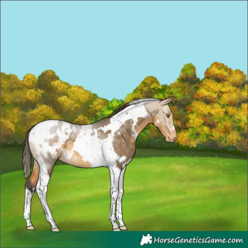 Horse Color:White Spotted Buckskin Dun Tobiano Blanket Rabicano 