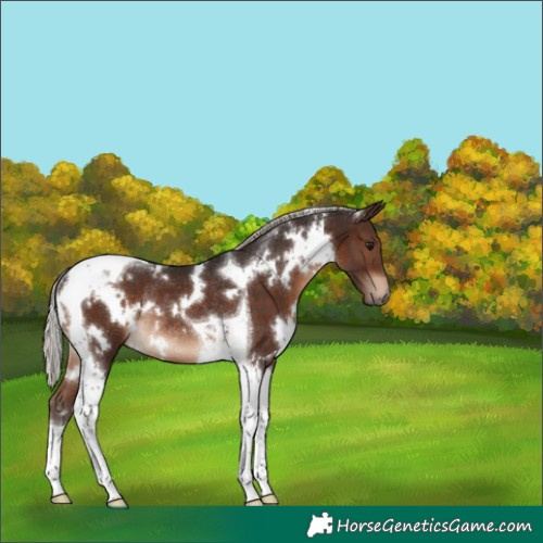 Horse Color:White Spotted Silver Brown Tobiano Rabicano 