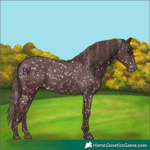 Horse Color:Chocolate Black Appaloosa 