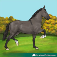 Horse Color:Smoky Grullo 