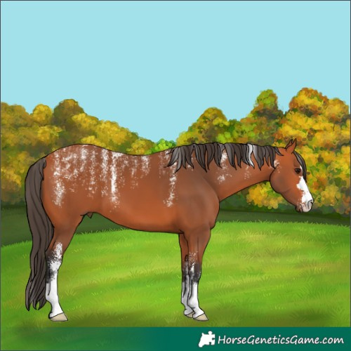 Horse Color:Powder White Bay 