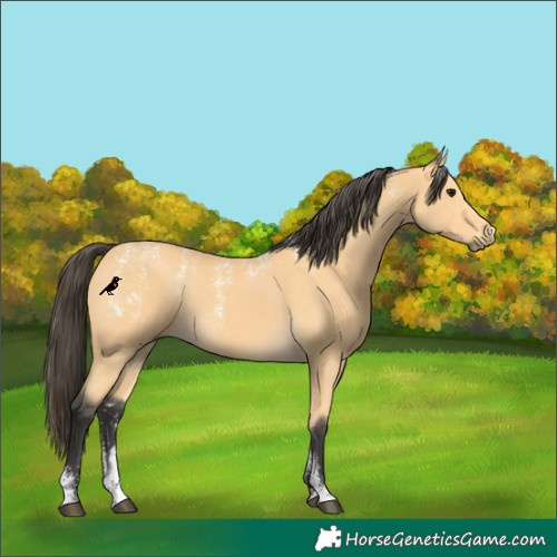 Horse Color:Powder White Buckskin