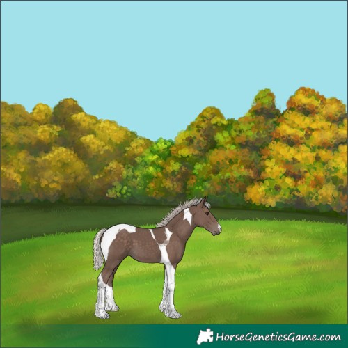 Horse Color:Silver Black Tobiano 