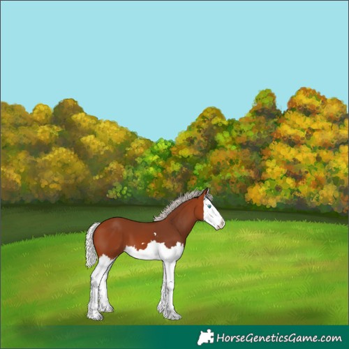 Horse Color:Silver Bay Splash 