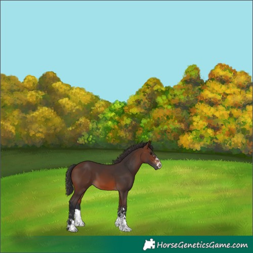 Horse Color:Brown 
