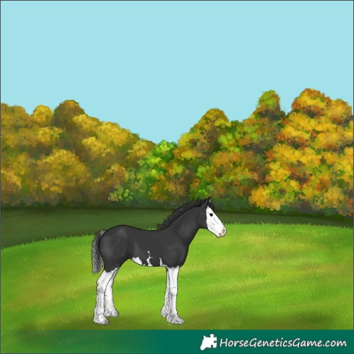 Horse Color:Black Splash 