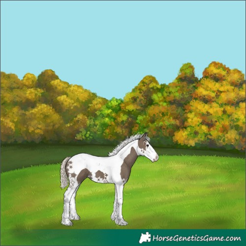 Horse Color:Silver Smoky Black Splash Tobiano