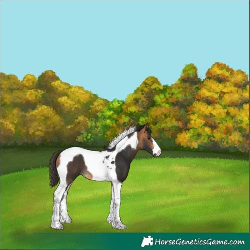 Horse Color:Buckskin Tobiano 
