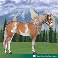 Horse Color:White Spotted Chestnut Frame