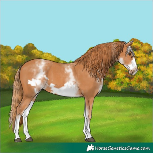 Horse Color:White Spotted Chestnut Frame 