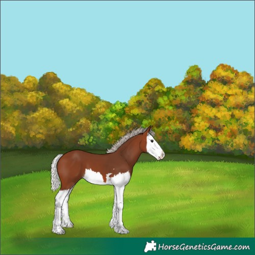Horse Color:Silver Brown Splash 
