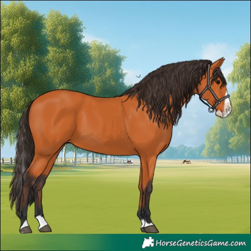 Horse Color:Bay Splash