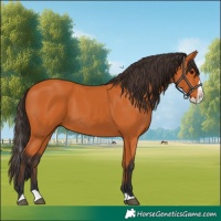 Horse Color:Bay Splash 