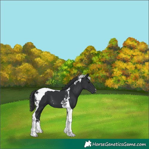 Horse Color:Black Tobiano 