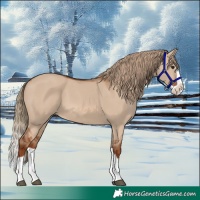 Horse Color:Red Dun Splash