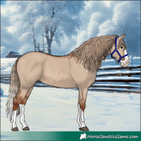 Horse Color:Red Dun Splash