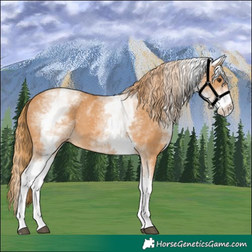 Horse Color:White Spotted Chestnut 