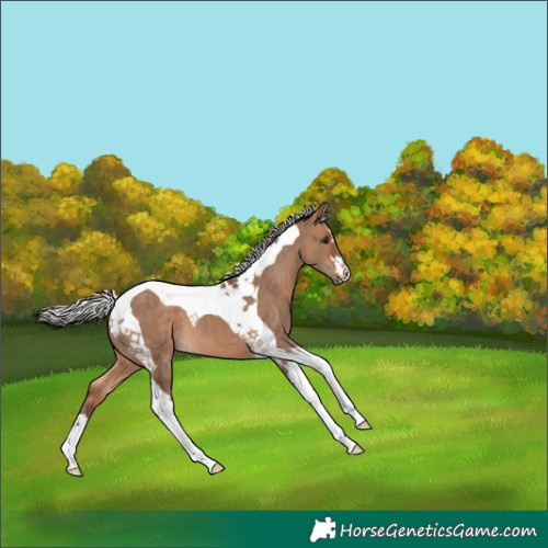 Horse Color:Silver Bay Dun Tobiano 