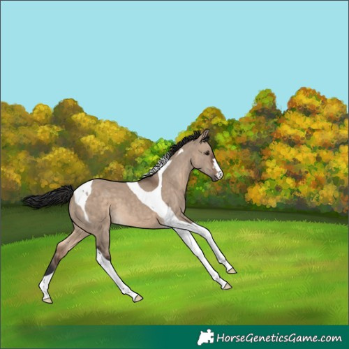 Horse Color:Brown Dun Tobiano 