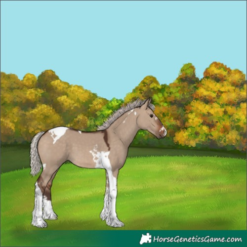 Horse Color:Silver Brown Dun Tobiano 