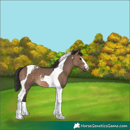 Horse Color:Brown Dun Tobiano 