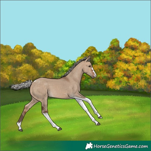 Horse Color:Silver Bay Dun Tobiano 